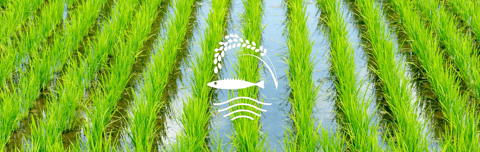 トミヨが生息する湧水池で栽培した美味しいお米を全国へ｜トミヨの里｜石川県羽咋郡